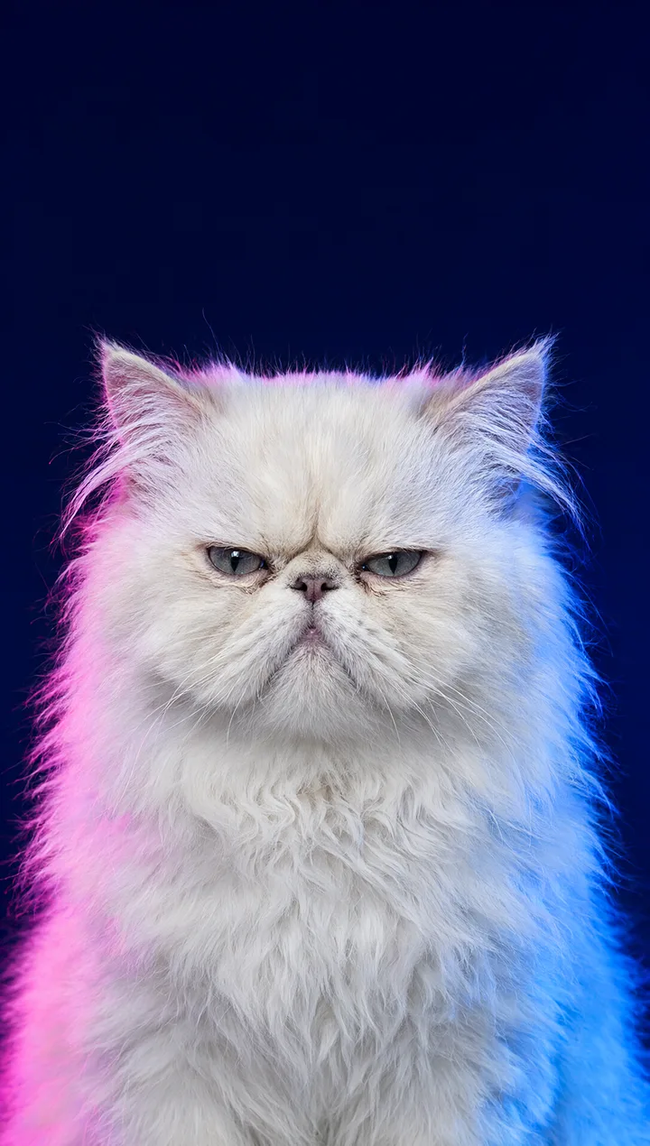 White Persian looking disappointed